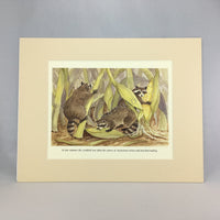 #2301 - Racoons in Corn Print - #2301G