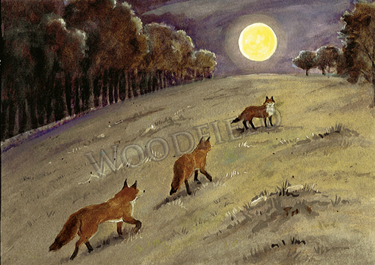 Item 307 Foxes Moonlight Notecard image