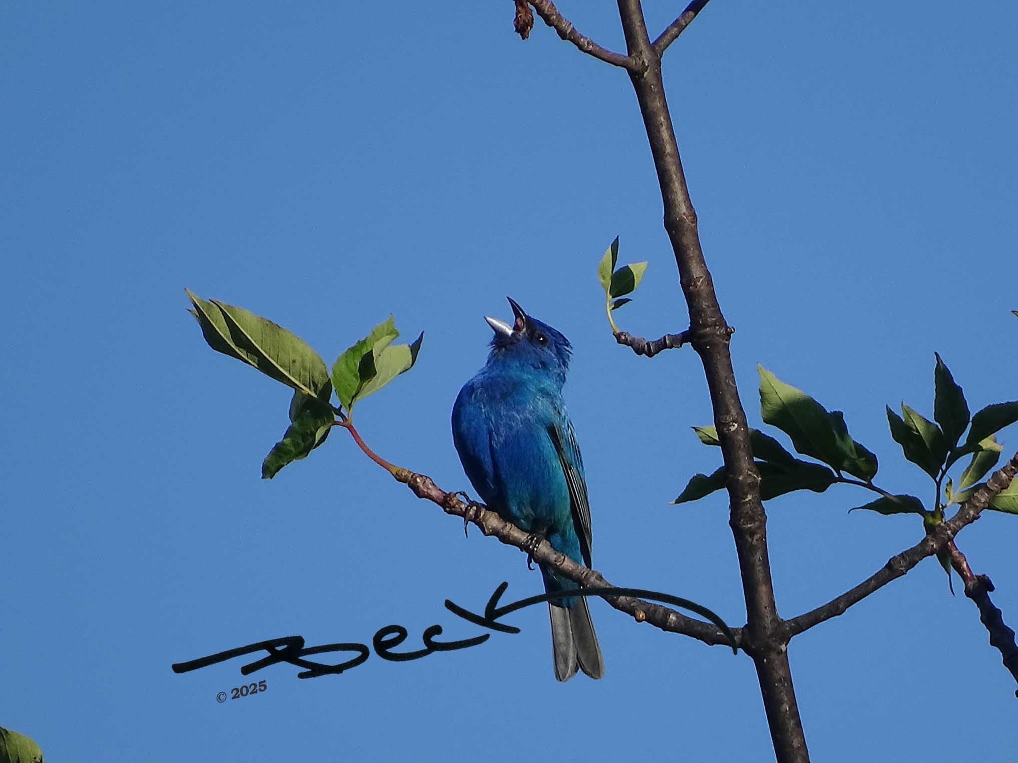 "Singing Bunting" Giclee Photography Print - Special Order