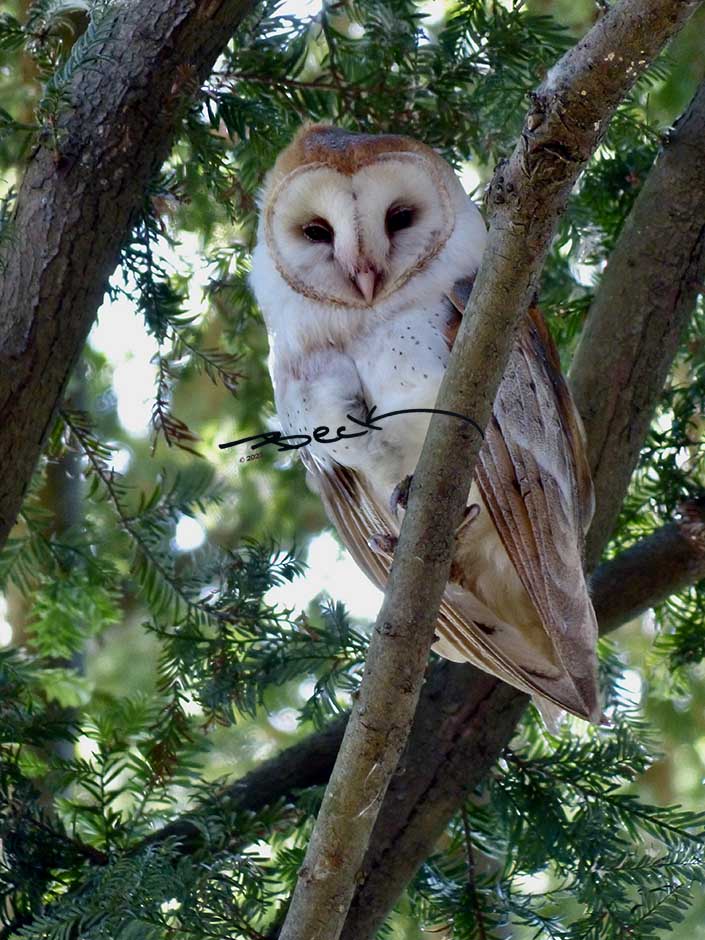 "Owl's Gaze" Giclee Photography Print - Special Order