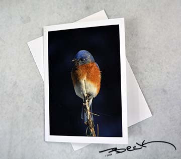 B9205G "Bluebird Perch" Giclee Notecard - Special Order