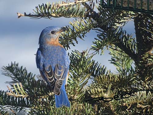 B9204G "Solstice Blue" Giclee Notecard - Special Order