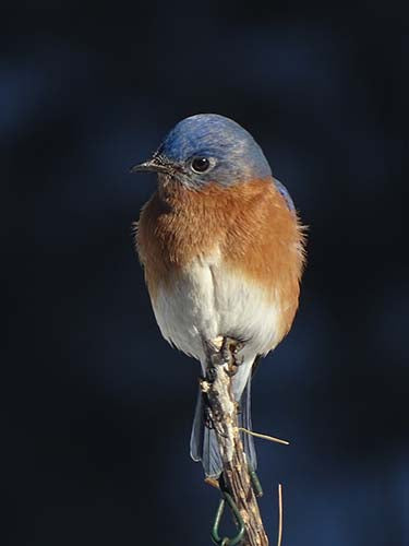 "Bluebird Perch" Giclee Photography Print - Special Order